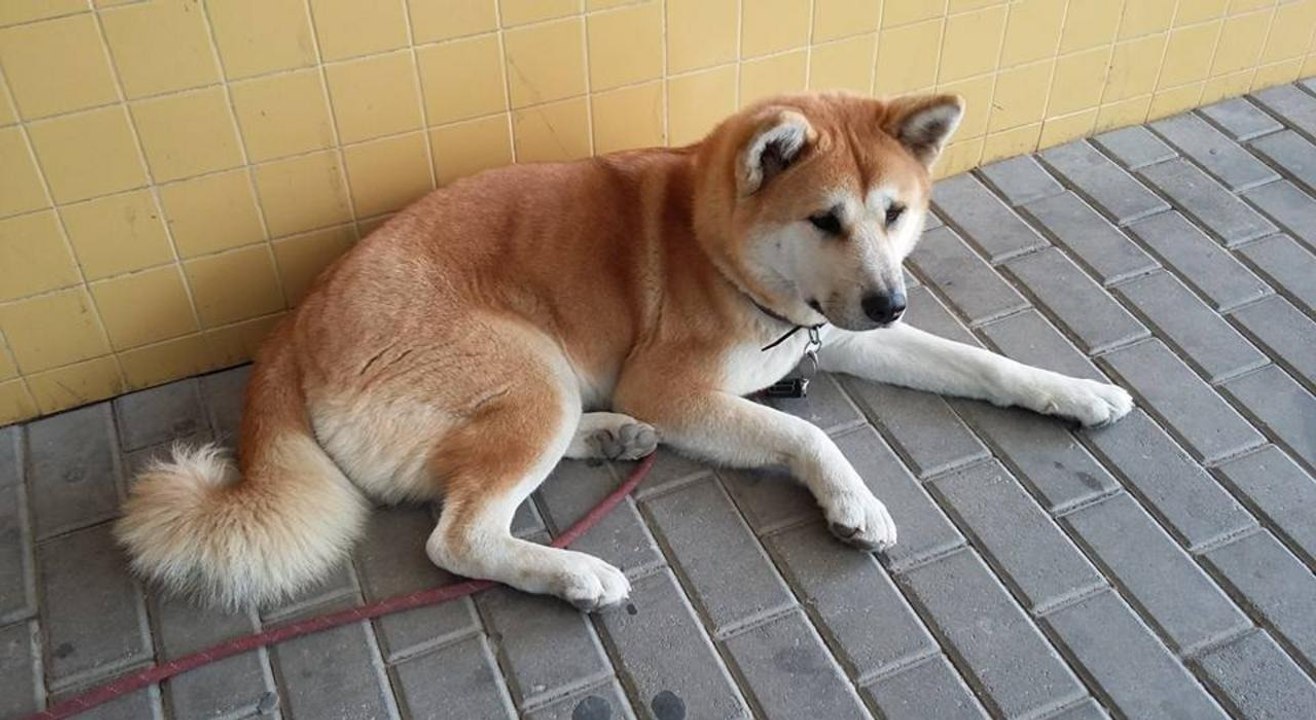 Pfleger sehen Hündin vor Krankenhaus liegen - dann erfahren sie ihre Geschichte