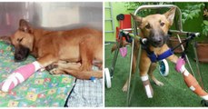 Tierquälerei in Thailand: Ein wütender Nachbar hackt einem Hund mit einem Säbel beide Vorderläufe ab