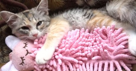Dieses Kätzchen kann ohne sein Kuscheltier nicht einschlafen