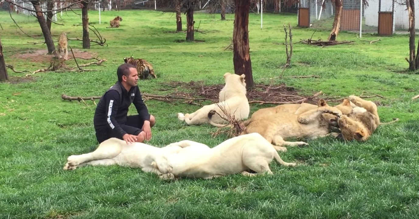 Pfleger spielt mit Löwen, als ihn plötzlich ein Leopard angreift!