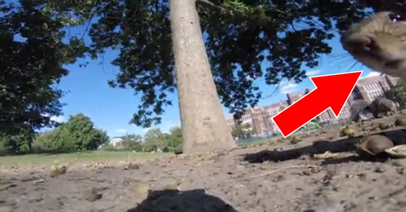 Wenn ein Eichhörnchen eine GoPro schnappt, dann geht es rund durch die Bäume!