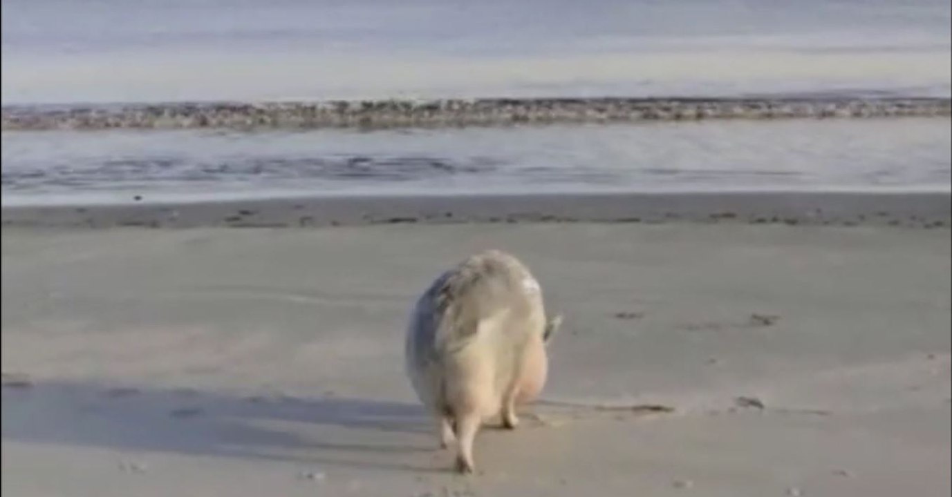 Auch Schweine brauchen im Sommer eine Abkühlung am Strand