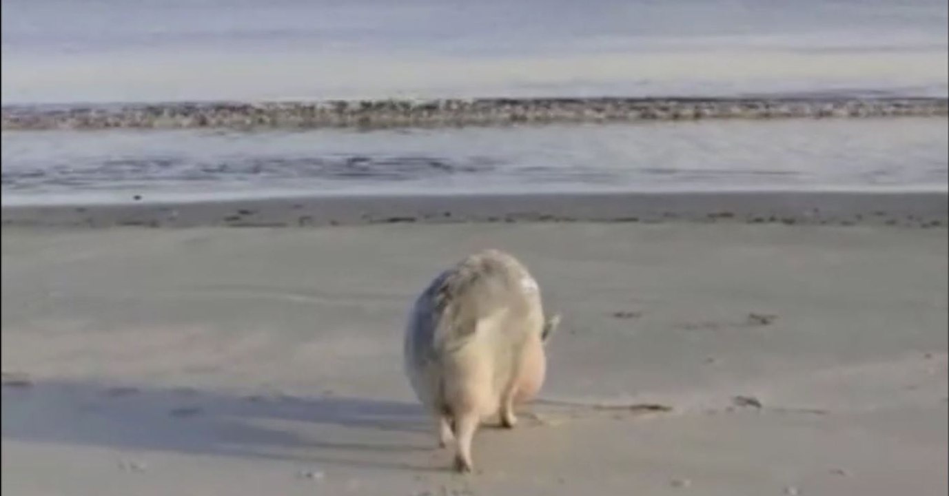 Auch Schweine brauchen im Sommer eine Abkühlung am Strand
