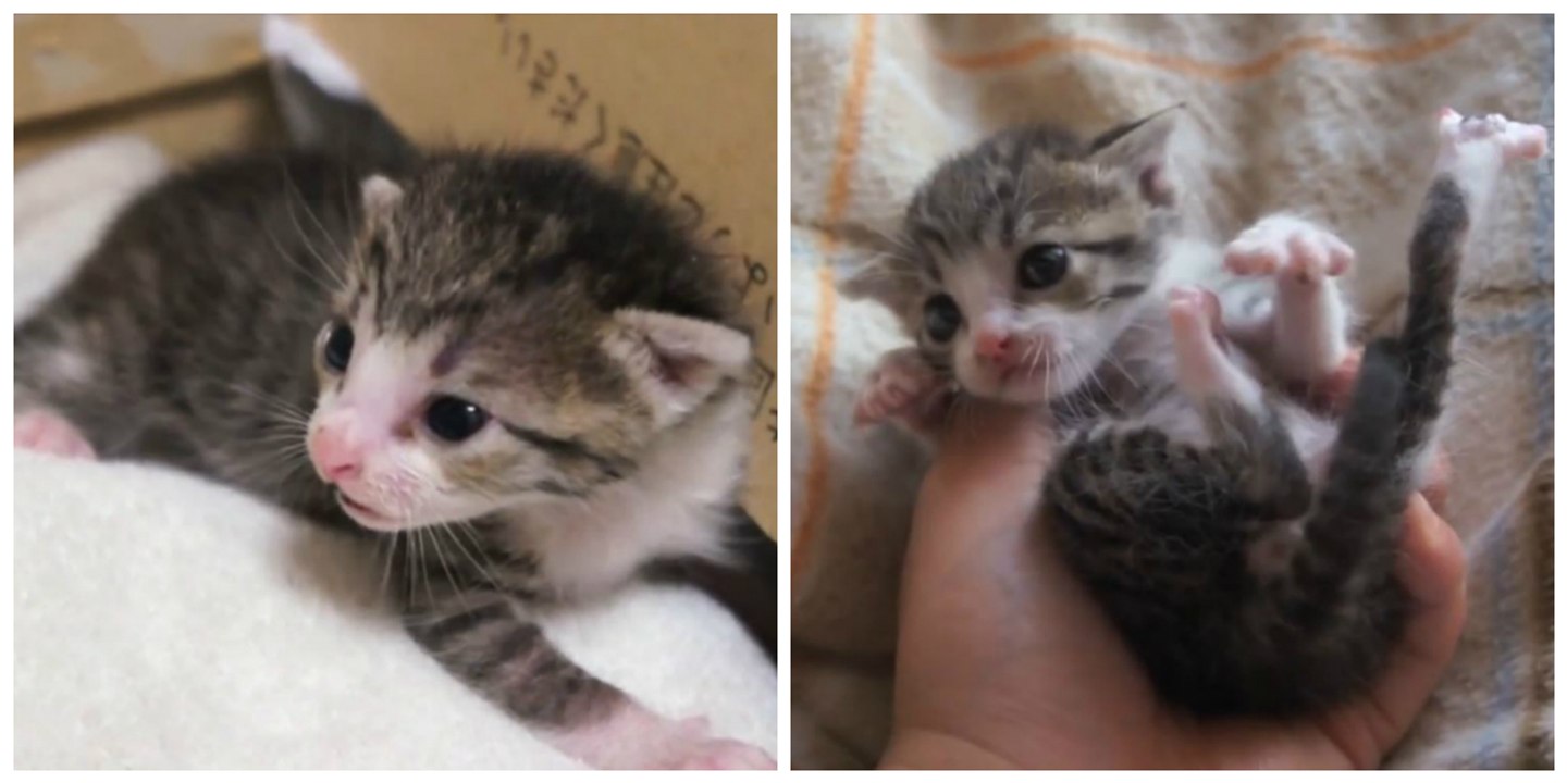 Ein verwaistes Kätzchen findet eine neue Familie... fürs Leben!