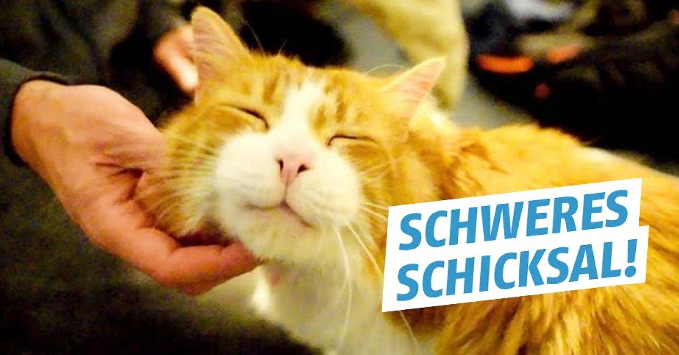 Diese Katze wurde von ihrer neuen Familie wegen zu lautem Schnurren ausgesetzt!
