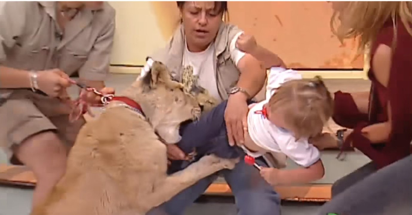 Ein Löwe greift ein kleines Mädchen in einer mexikanischen Live-Show an