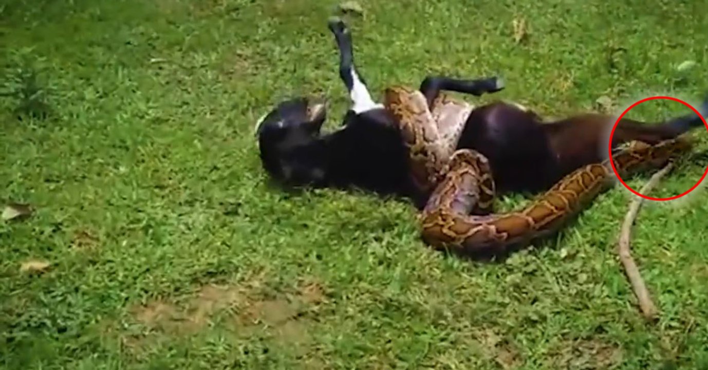 In Indien haben Dorfbewohner eine Ziege aus der Umklammerung einer Pythonschlange befreit