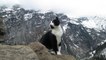 In den Schweizer Alpen bei Gimmelwald entpuppt sich eine Katze als Bergführer