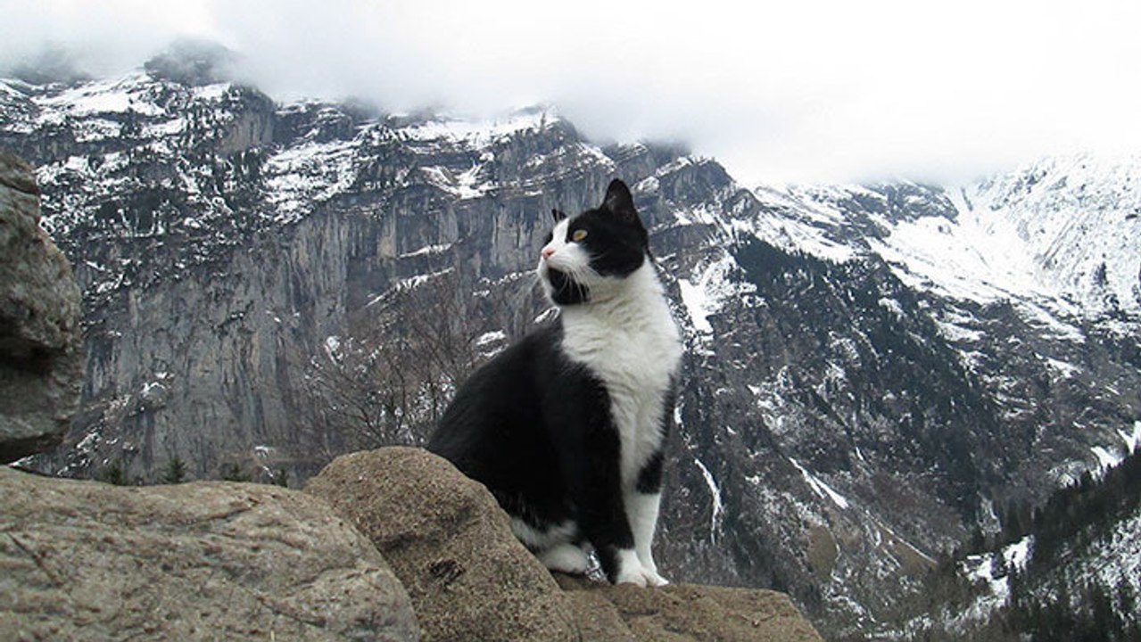 In den Schweizer Alpen bei Gimmelwald entpuppt sich eine Katze als Bergführer