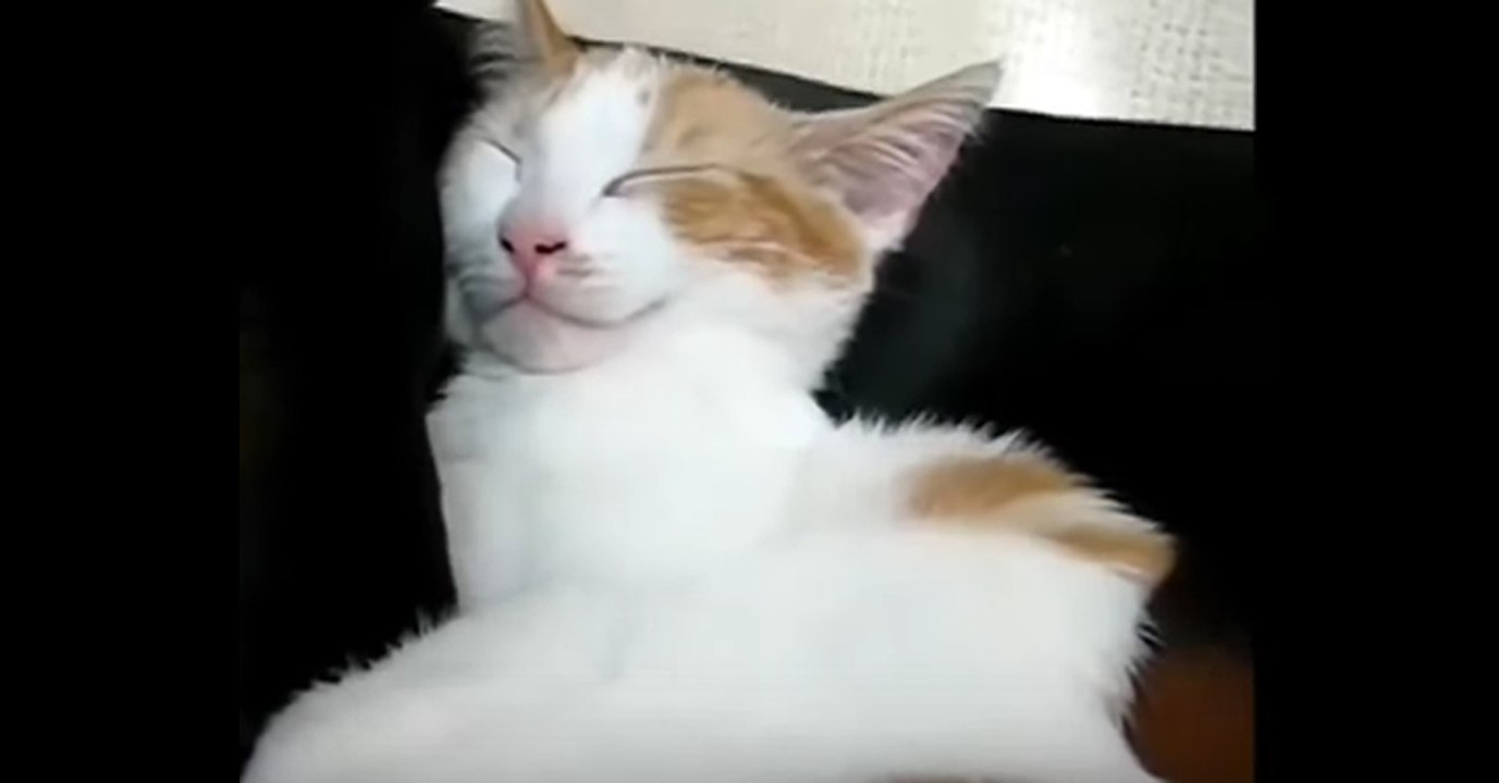 Die Katze schläft auf ihrem Freund, dem Hund