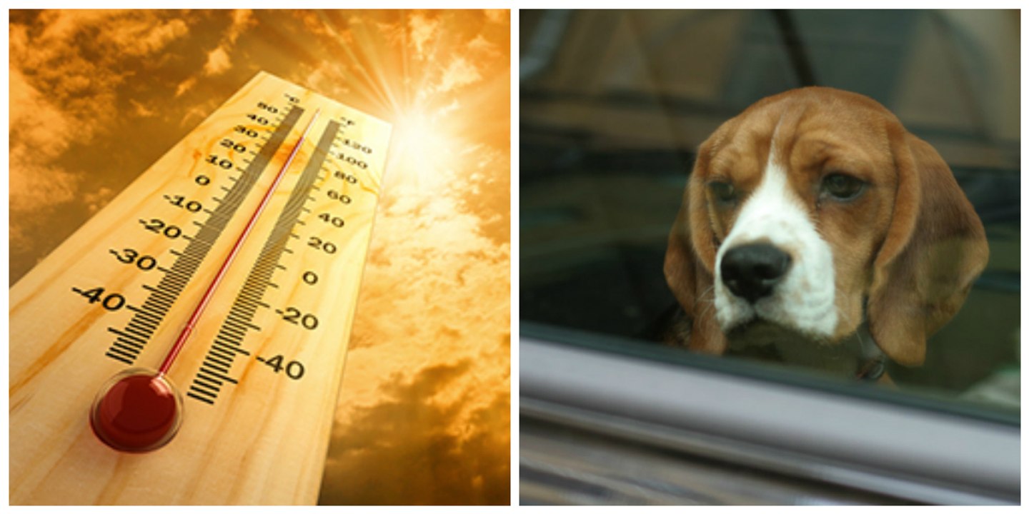 Hitze-Selbstversuch im Auto: Sie filmt sich bei sommerlicher Hitze im Auto, um nachzuempfinden wie sich Hunde in überhitzten Fahrzeugen fühlen