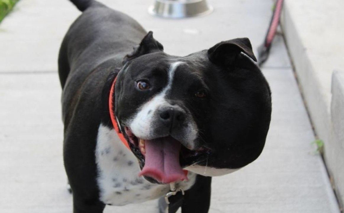 Diese Hündin lebt seit acht Monaten mit einem Tumor am Kopf, der so groß wie ein Ball ist