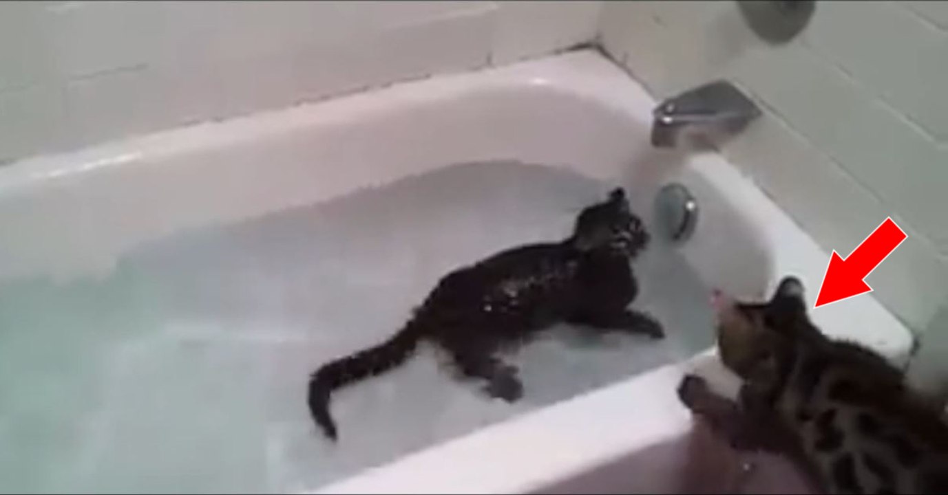 Bengalkätzchen amüsieren sich in der Badewanne