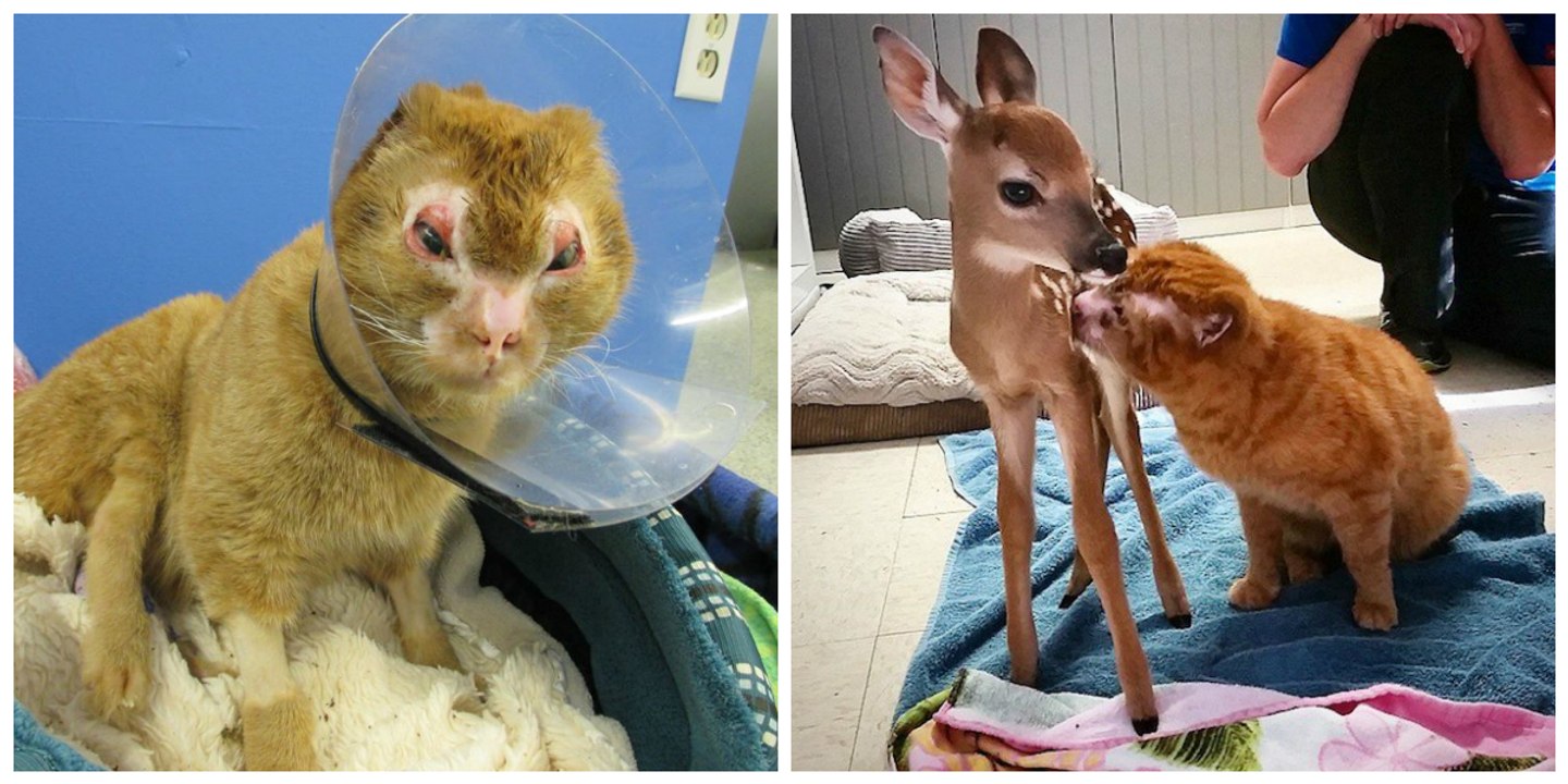 Kater wird aus Flammen gerettet und wird dann zum Schutzengel