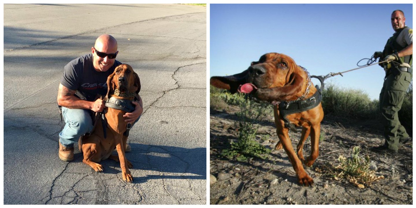 In Kalifornien findet ein Polizeihund ein gekidnapptes Mädchen