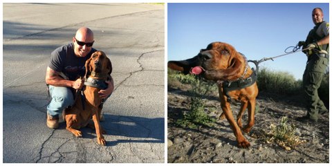 In Kalifornien findet ein Polizeihund ein gekidnapptes Mädchen