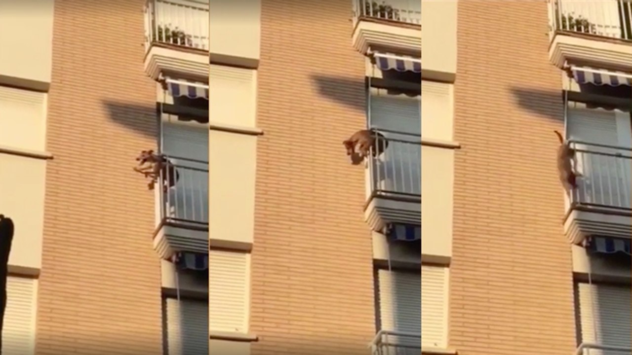 Drama: Hund in praller Sonne auf dem Balkon ausgesperrt