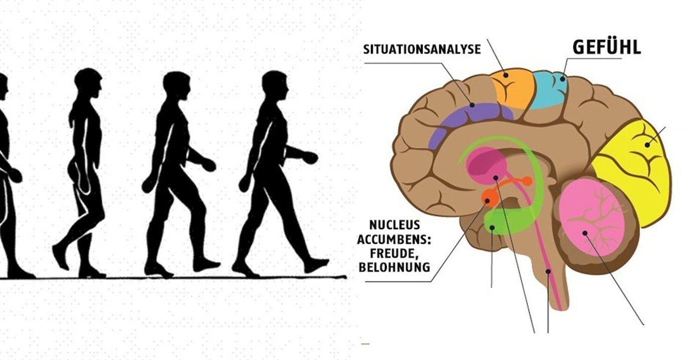 Was sich im Gehirn und im Körper abspielt, wenn man 30 Minuten zu Fuß geht