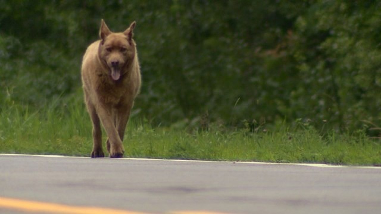 Dieser Hund akzeptierte nie, an der Leine zu sein und läuft jetzt jeden Tag über 6 km