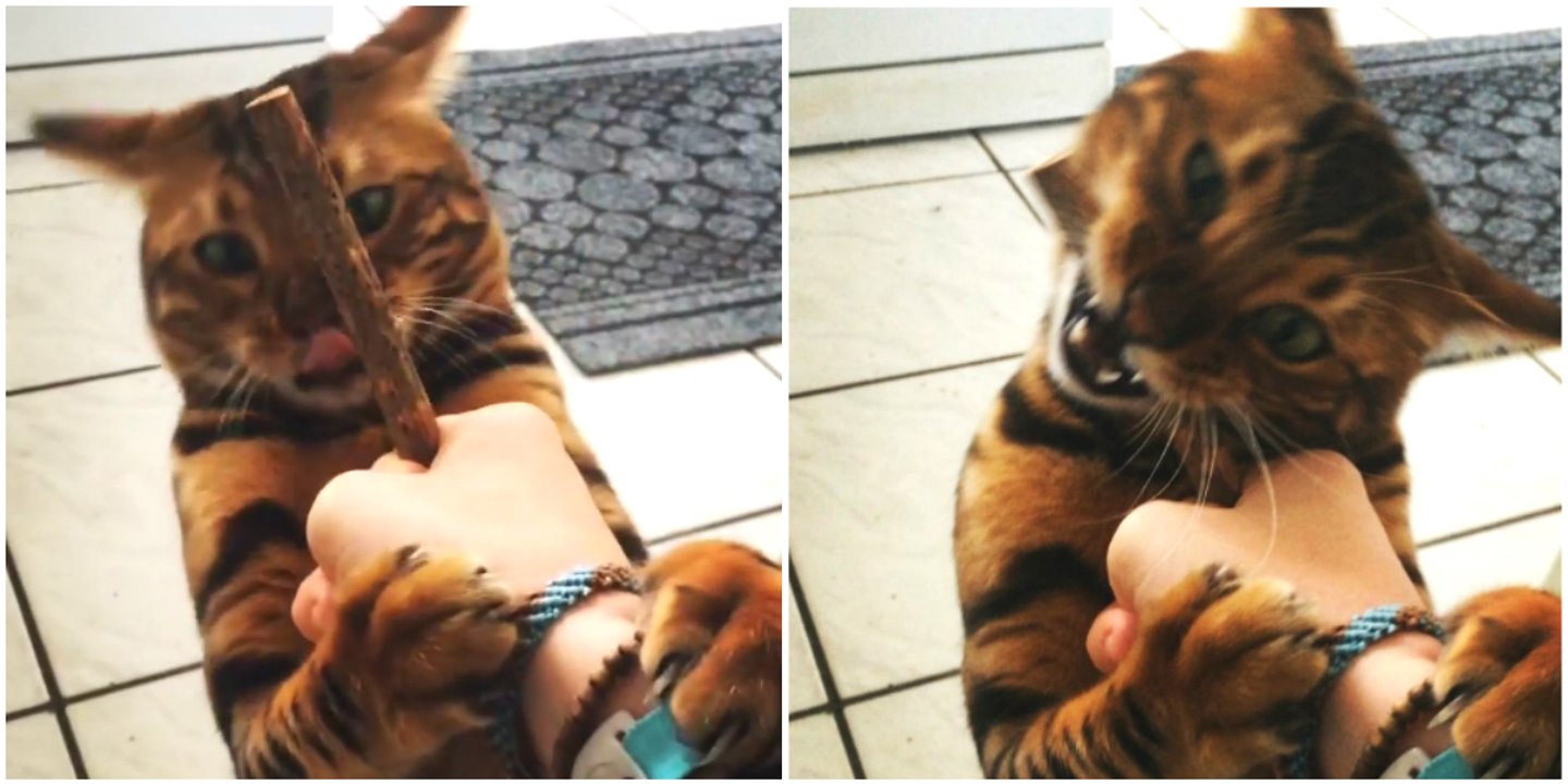 Thor, eine Bengalkatze mit majestätischem Fell