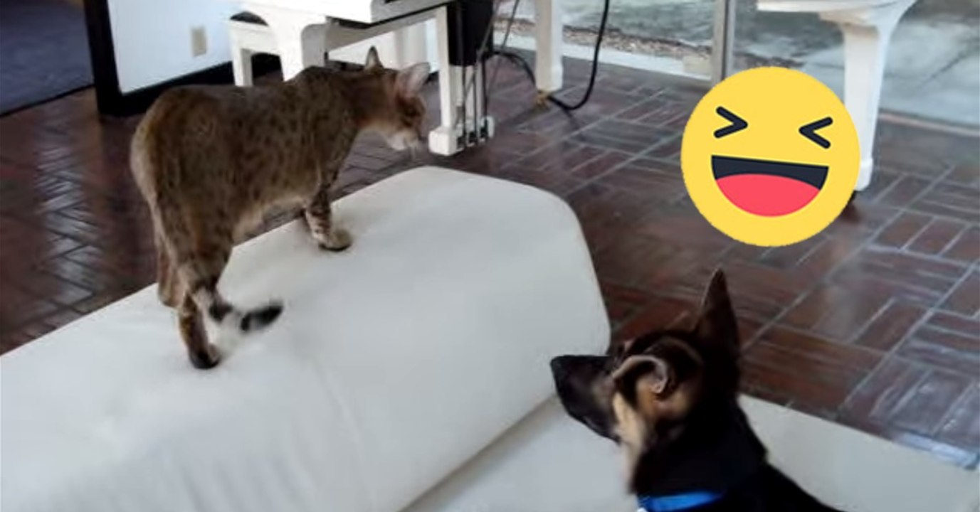 Die beiden verstehen sich wie Hund und Katz', hier der Beweis!