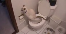 Besitzer können ihren Augen nicht trauen, als sich die Katze der Toilette nähert!