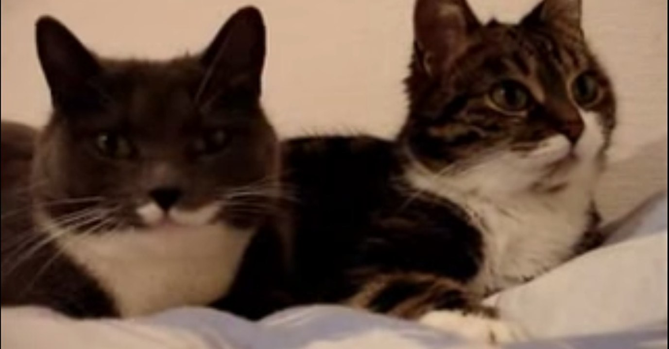 Zwei Katzen stecken in der Ehekrise. Es wird Zeit für eine Aussprache...
