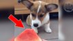 Dieser kleine Hund ist wirklich süß. Er isst Wassermelone!