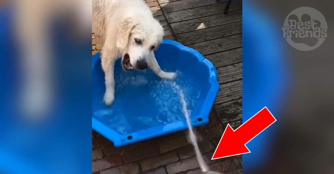 Labrador spielt mit wasser in planschbecken!