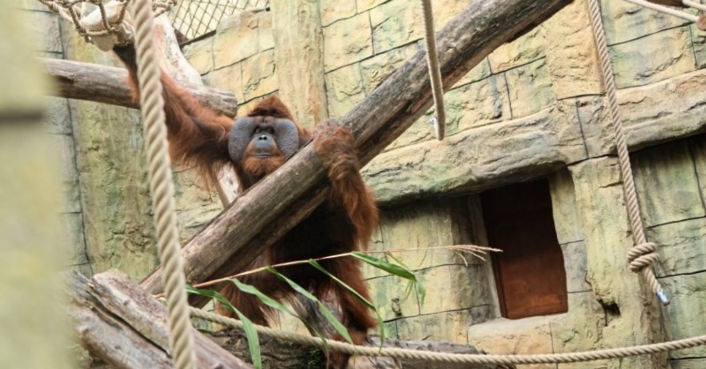 Ein Orang-Utan kommt dieser Schwangeren unheimlich nah!