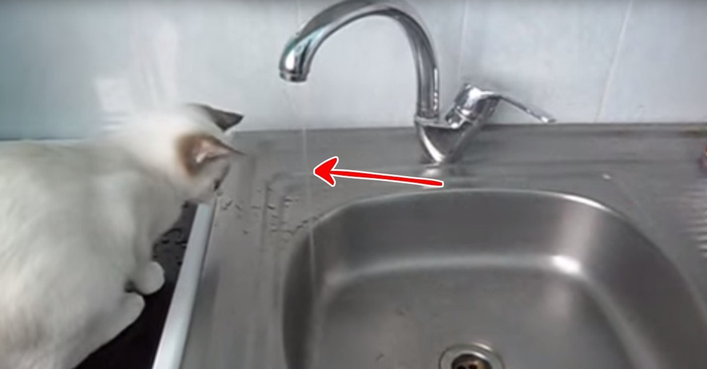 Sein Herrchen hat den Wasserhahn nicht richtig zugedreht, doch Indira...