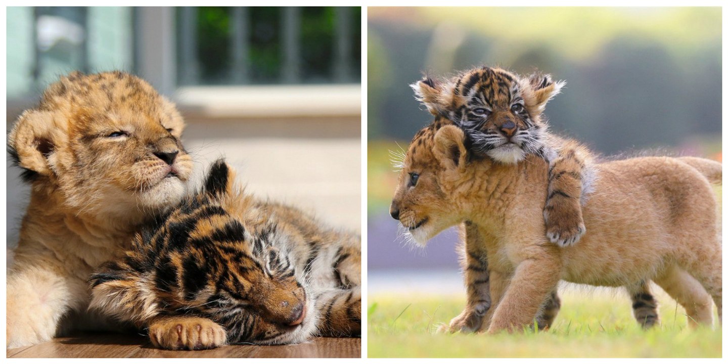 In Japan lassen ein Tigerbaby und ein Löwenbaby die Herzen der Internetbenutzer höher schlagen