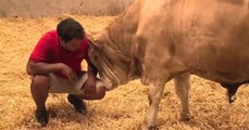 Der Stier ist zum ersten Mal an frischer Luft - seine Reaktion rührt zu Tränen