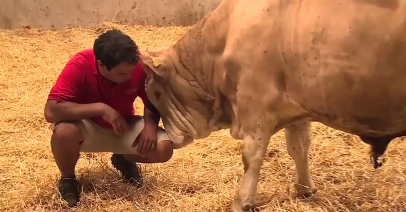 Der Stier ist zum ersten Mal an frischer Luft - seine Reaktion rührt zu Tränen