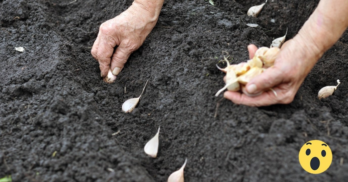 Knoblauch selbst anbauen: So einfach geht's!