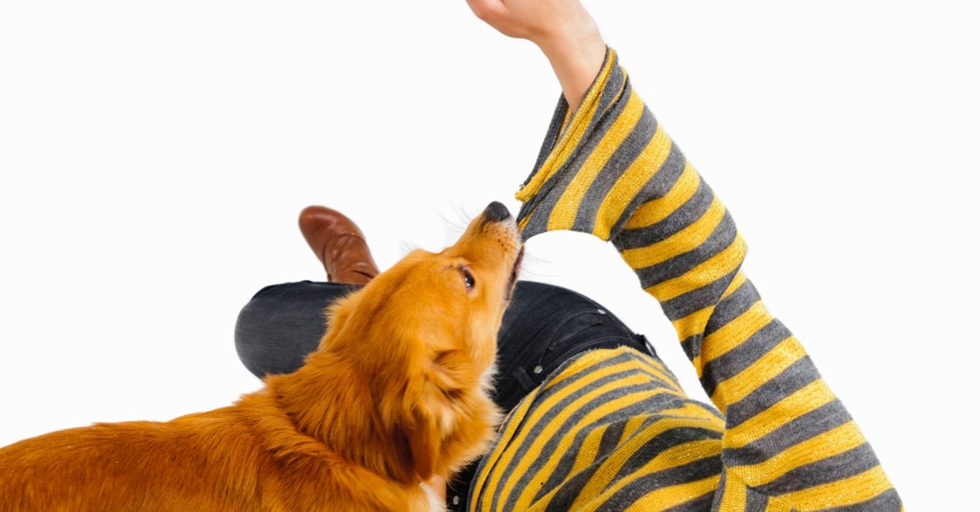 Patch beißt seine Besitzerin in den Arm und diese dankt es ihm den Rest seines Lebens