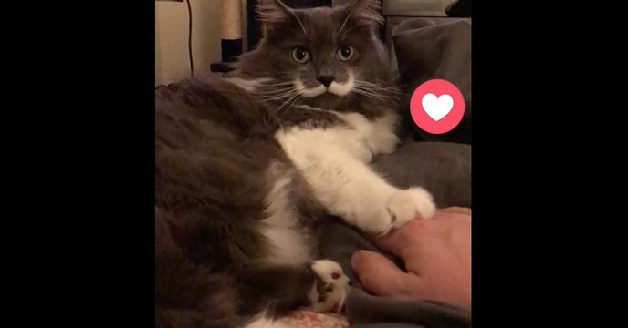 Dieser Kater hat ein ganz bestimmtes Ritual mit seinem Herrchen. Achtet auf seine Pfote: Das ist einfach zu süß!