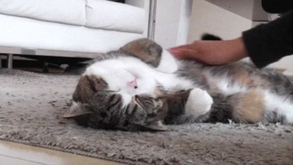 Kennst Du die Schmusezonen Deiner Katze? So streichelst Du sie richtig!