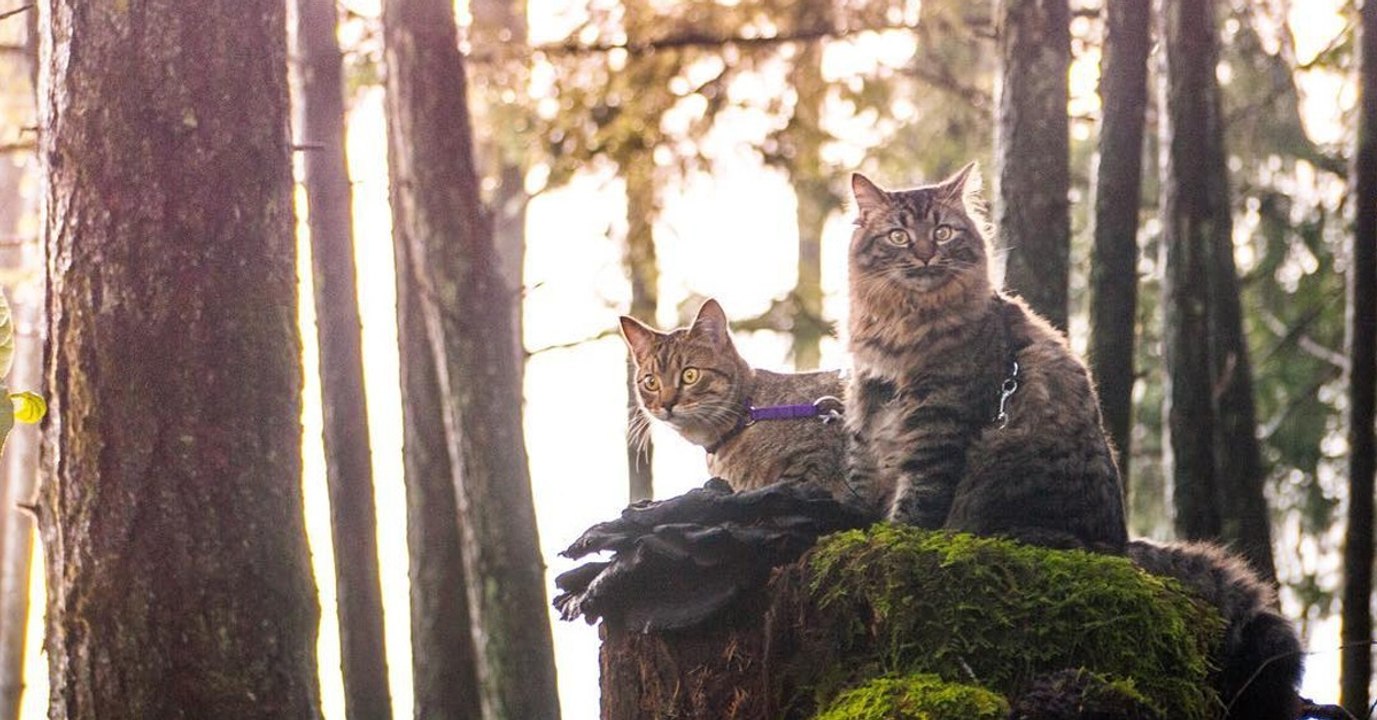 Kuschelige vierbeiner auf abenteuerreise