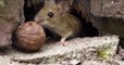 Diese süße Maus will die Nuss in ihre Höhle bringen, doch gelingt es ihr?