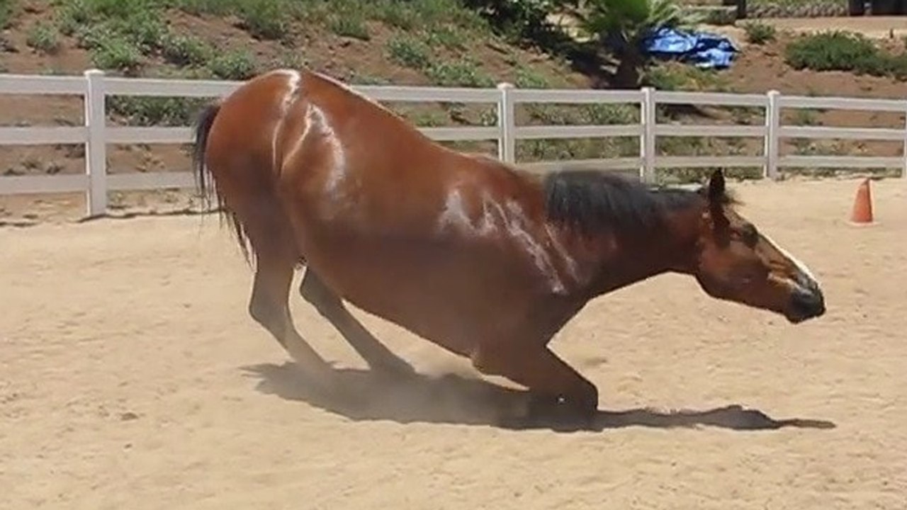 Furzendes pferd bringt nicht nur reiter zum lachen...