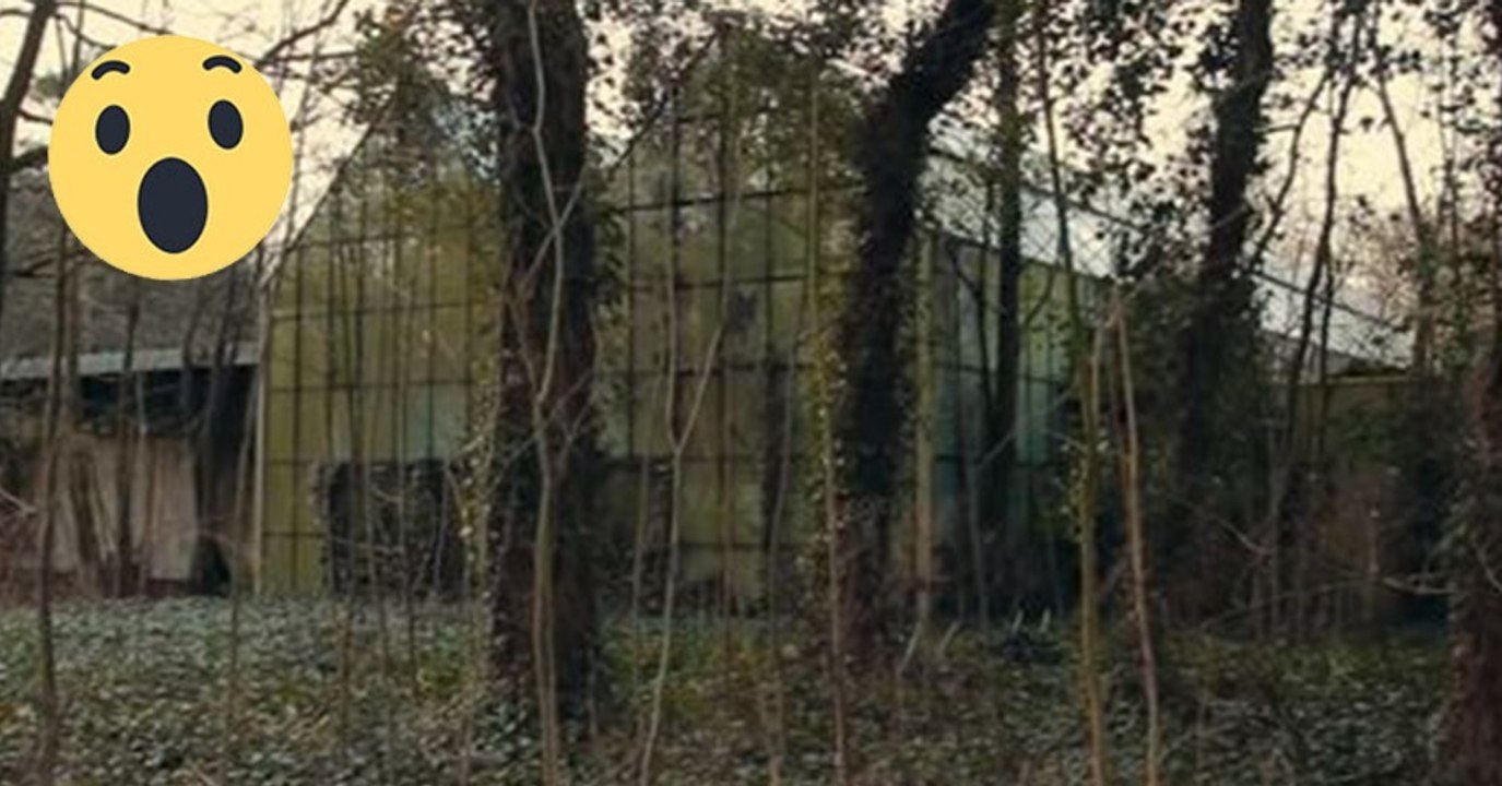 Reporter dringen in diesen stillgelegten Zoo ein. Was sie da entdecken, ist umwerfend!