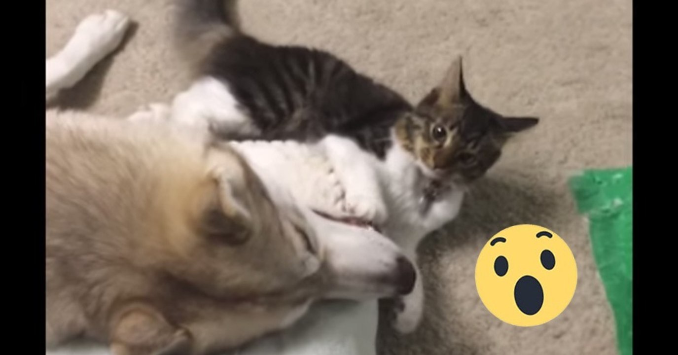 Katze und husky raufen