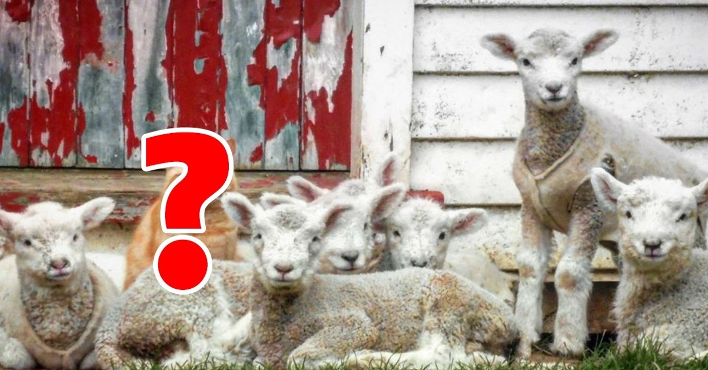 Eindringling bei diesen Schafen! Ob das wohl gut geht?