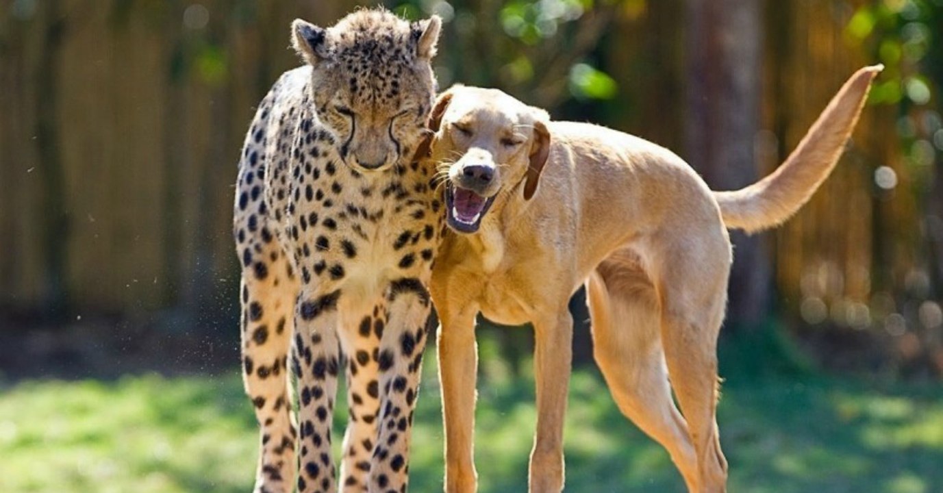 Freunde in Not...Unglaublich wie diese beiden zusammengefunden haben!