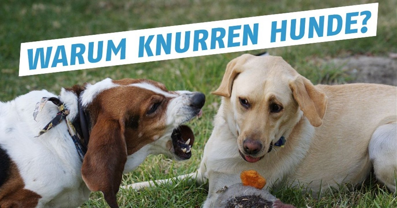 Das Knurren von Hunden aht viele Gründe wie Schmerz, Angst oder Bedrohung