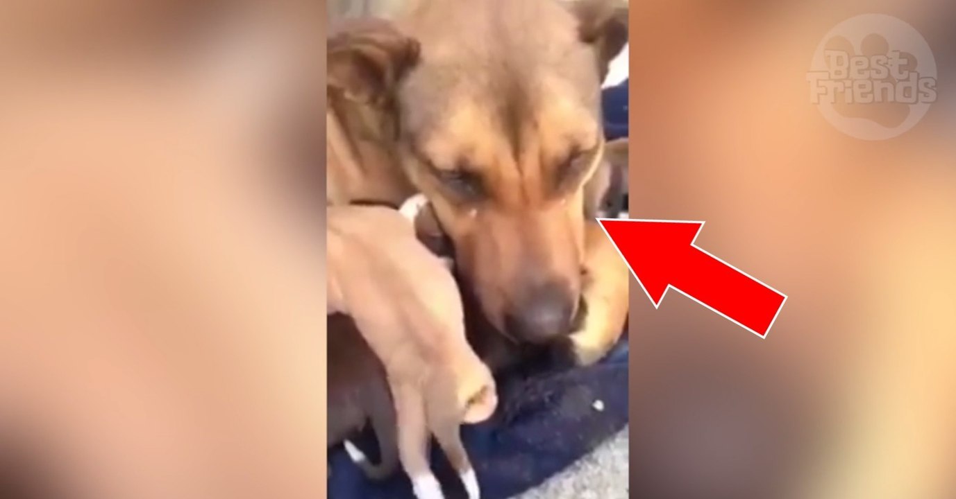 Hündin weint vor Freude, als sie ihre Welpen wiedersieht