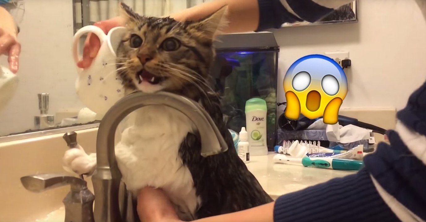 Katze unter der Dusche