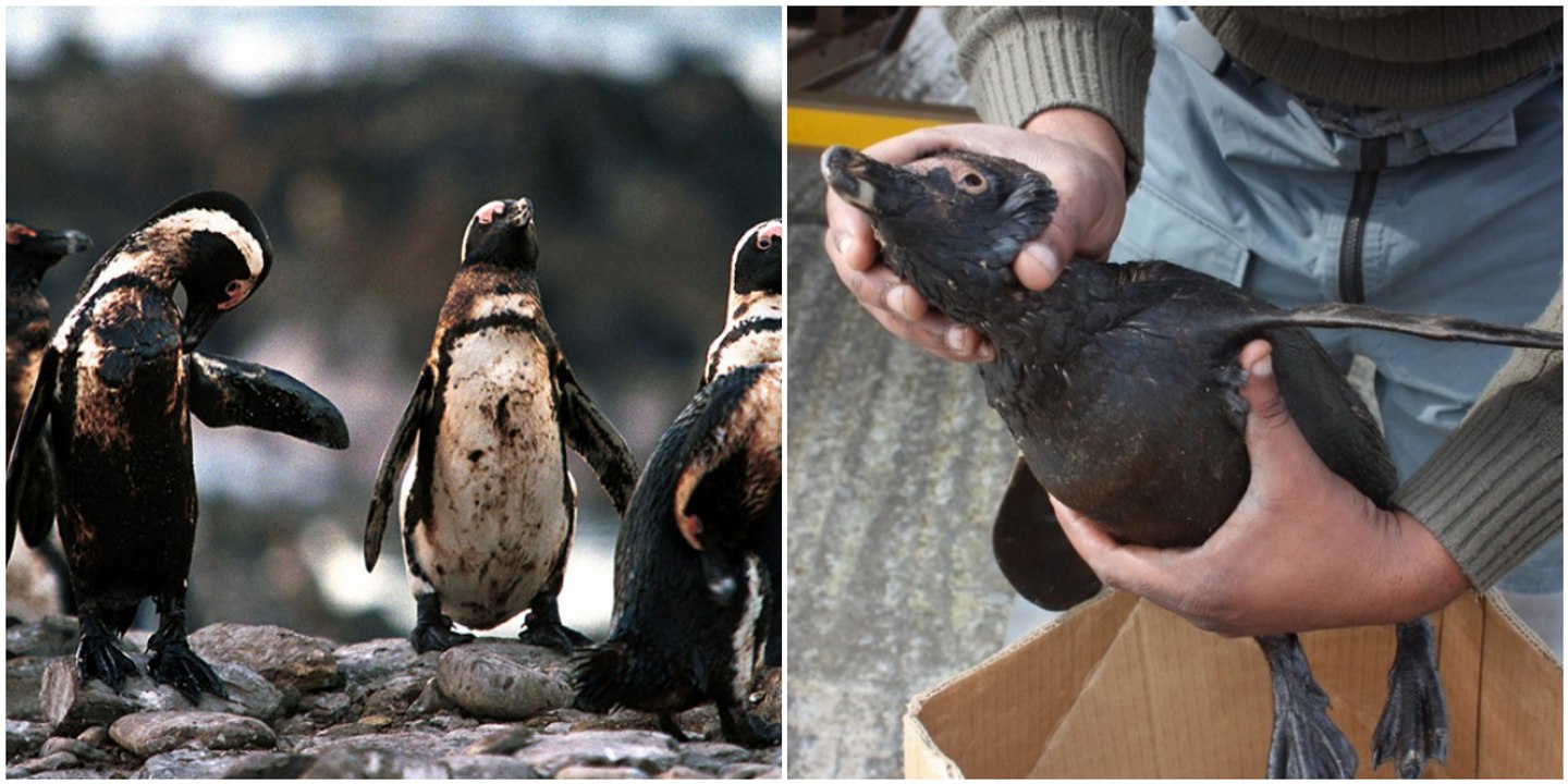 Brillenpinguine werden in Südafrika bei Ölpest von Vogelschutzorganisation gerettet.