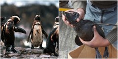 Brillenpinguine werden in Südafrika bei Ölpest von Vogelschutzorganisation gerettet.